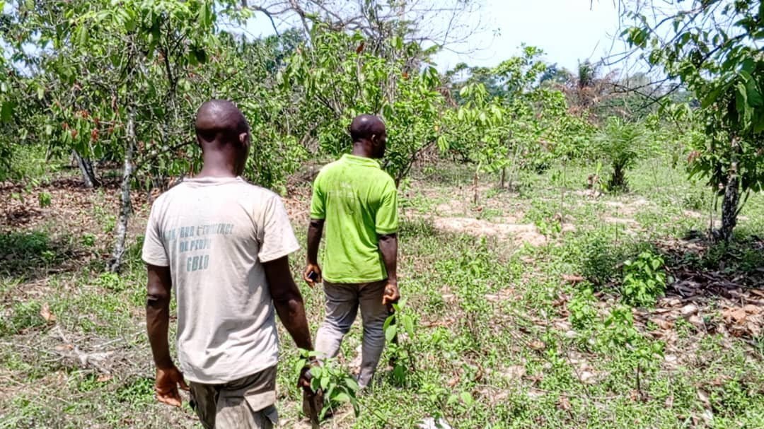 image : Cacao / Les producteurs ivoiriens inquiets des variations climatiques